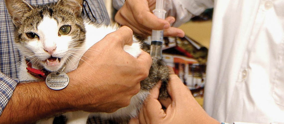 Vacinacao-caes-e-gatos