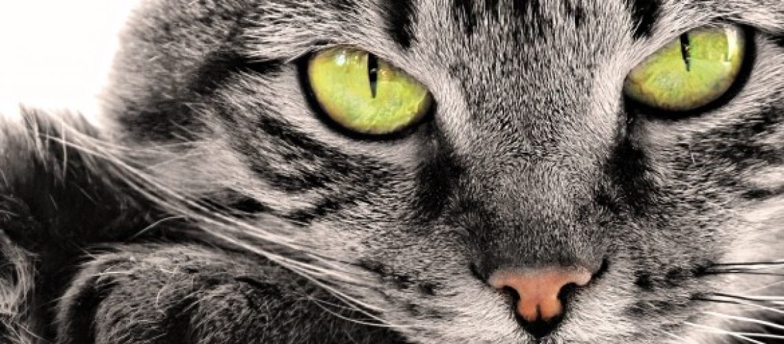 olhos-gatos-5